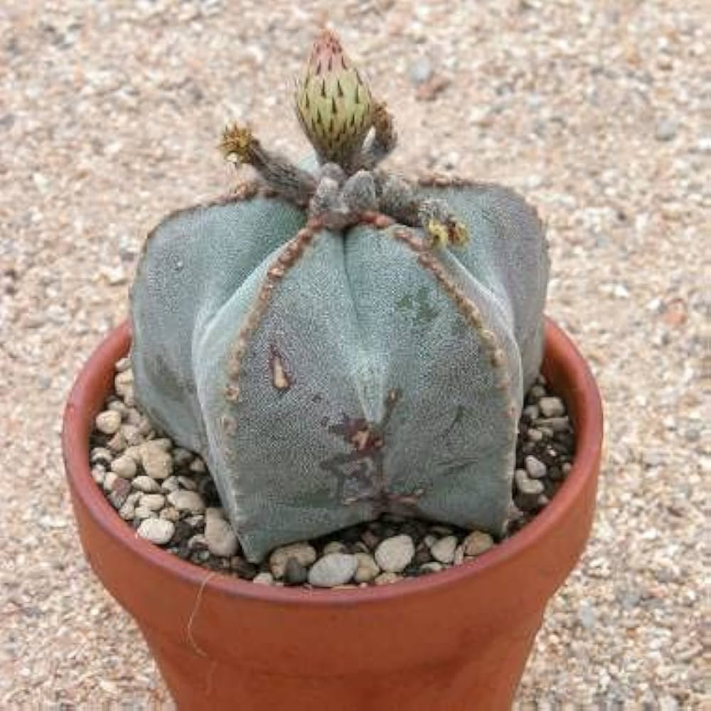 Amazon | 【種子】Astrophytum Myriostigma◇アストロフィツム